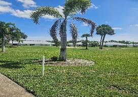 Palm tree with drooping, dying fronds on a VCC lawn