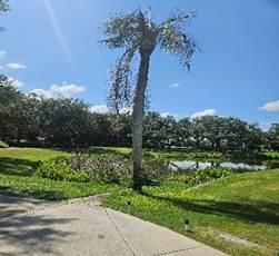 Palm tree with thinning fronds near a VCC pond