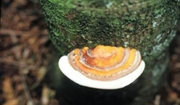 Ganoderma conk fungus growing at the base of a palm trunk