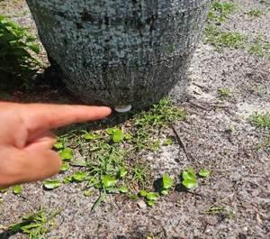 Hand pointing to a conk forming at the base of a diseased palm