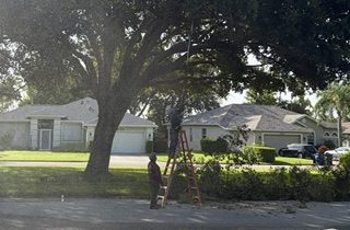 Two workers on a ladder trimming a large shade tree in a VCC neighborhood