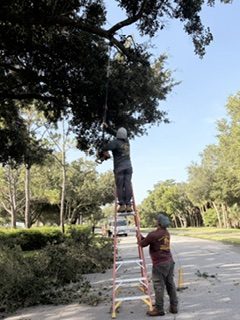 Worker on a tall ladder trimming a tree branch along a VCC roadway