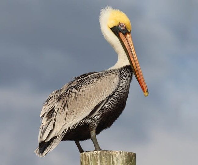 Brown pelican perched on a piling against a cloudy sky