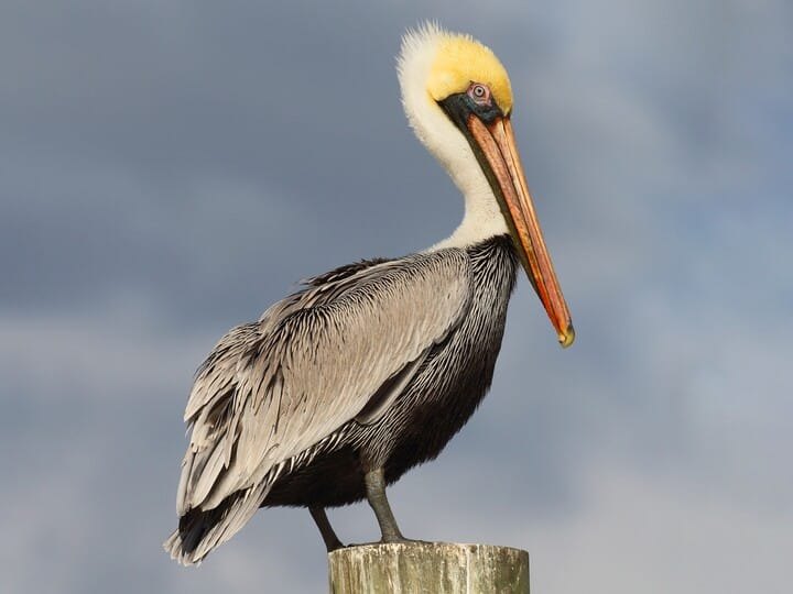Brown pelican perched on a piling against a cloudy sky