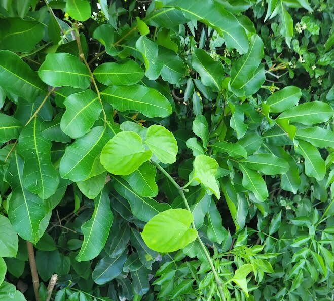 Carrotwood plant with glossy green leaves growing among other foliage