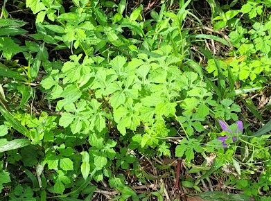 Greater celandine plant with green lobed leaves growing low to the ground
