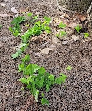 Corky passion vine sprouting from the ground among dry leaves