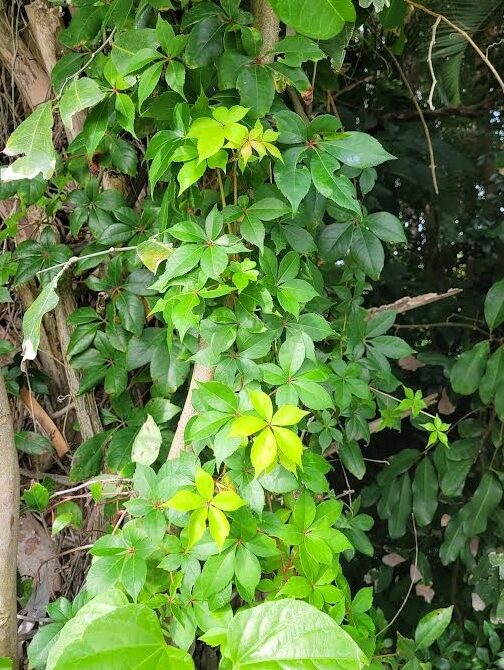 Virginia creeper vine with five-leaf clusters climbing a tree