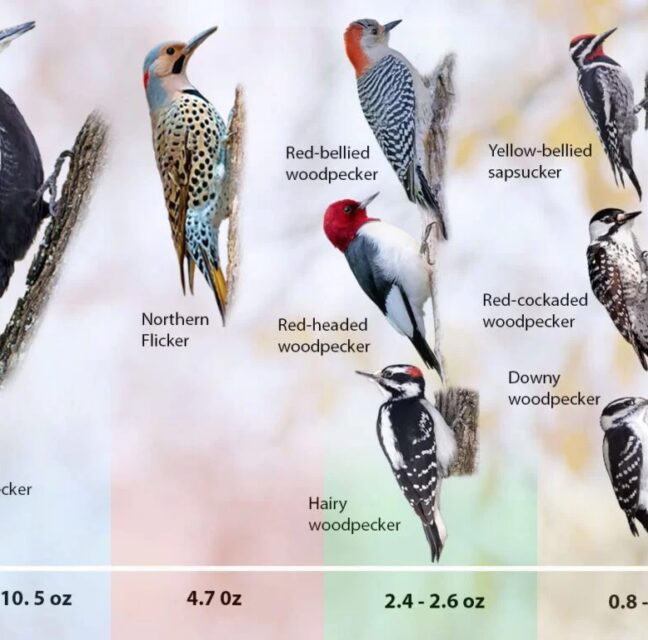Chart of Florida woodpecker species with names and weights, from Pileated to Downy woodpecker